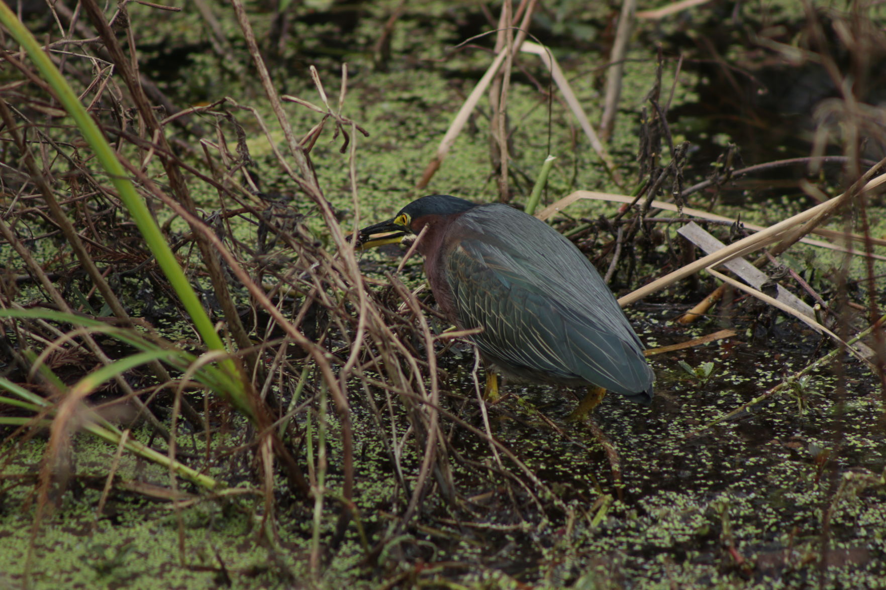 Green Heron